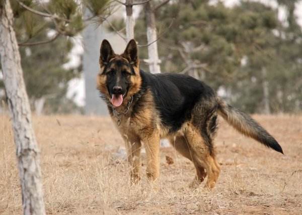1:捷克狼犬,捷克狼犬自1955年以来也被称为捷克斯洛伐克狼狗,该品种是