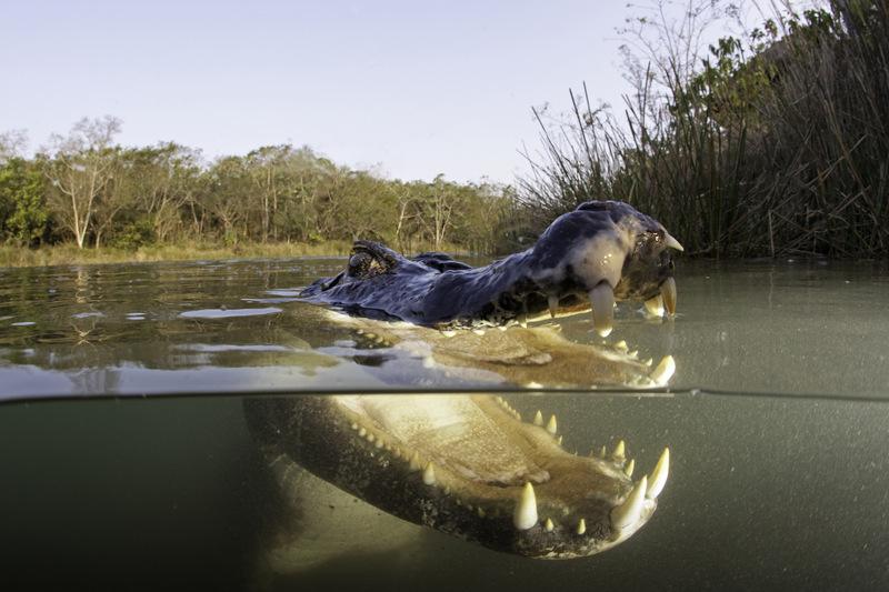 亚马逊河杀手排行榜前十名 凯门鳄
