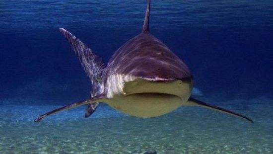 亚马逊河杀手排行榜前十名  公牛鲨