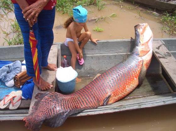 亚马逊河杀手排行榜前十名 巨骨舌鱼