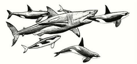 巨齿鲨最后是怎么死的，史前巨齿鲨生死之谜