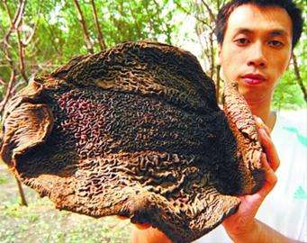 吸血树,吸血毯,