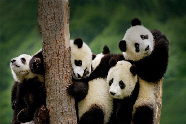 大熊猫为什么是国宝的原因？为什么大家称大熊猫为国宝3