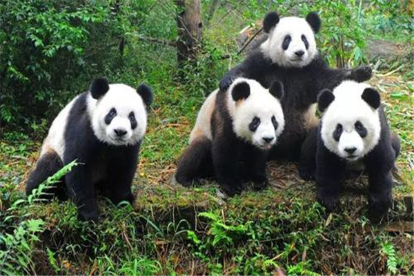 大熊猫为什么是国宝的原因？为什么大家称大熊猫为国宝
