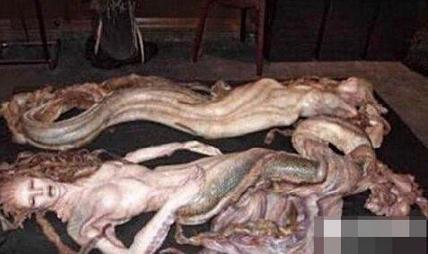 美人鱼真的存在吗?真相告诉你世界上有没有美人鱼