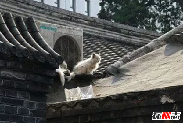 北京灵异车祸事件,现场惊现清晰骷髅头(嘴巴一张一合—)