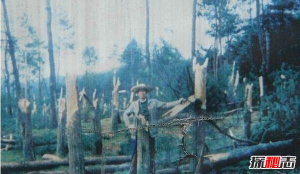 1994年贵阳空中怪车事件真相,外星人造访都溪林场(400亩松树被拦腰切断)