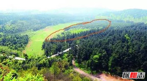 1994年贵阳空中怪车事件真相,外星人造访都溪林场(400亩松树被拦腰切断)