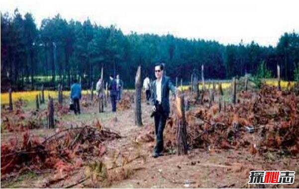 1994年贵阳空中怪车事件真相,外星人造访都溪林场(400亩松树被拦腰切断)