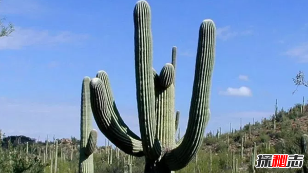 沙漠中最顽强的十大植物,圆桶掌能在地下存活达6年