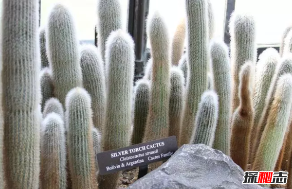 沙漠中最顽强的十大植物,圆桶掌能在地下存活达6年