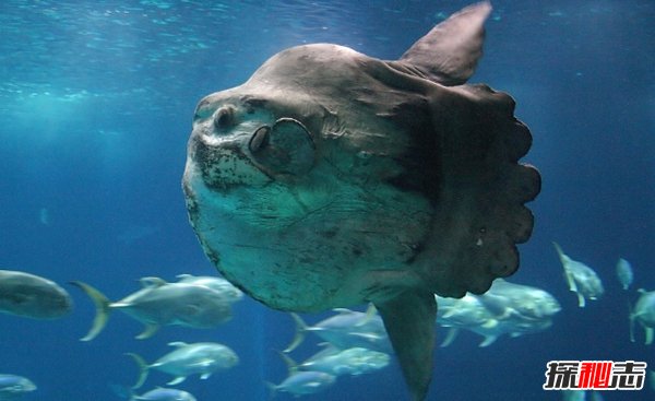 深海里有什么生物?深海中长相奇怪的10种动物