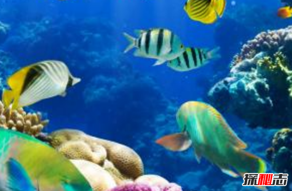 十大最奇怪最危险的深海生物,篮星寿命可长达35年