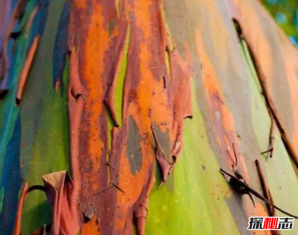 世界奇观有哪些?全球十大罕见自然奇观(附图片)