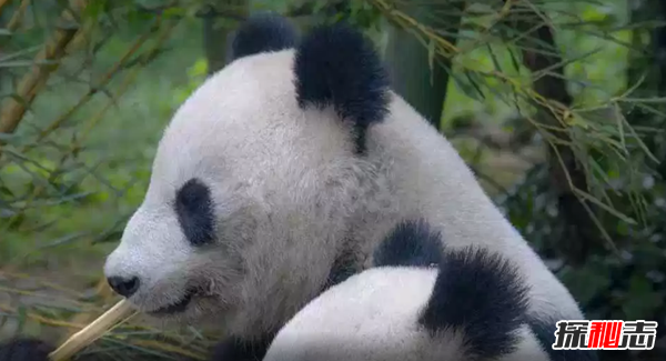 熊猫有趣的地方在哪里？一天大便40次,2/3时间进食