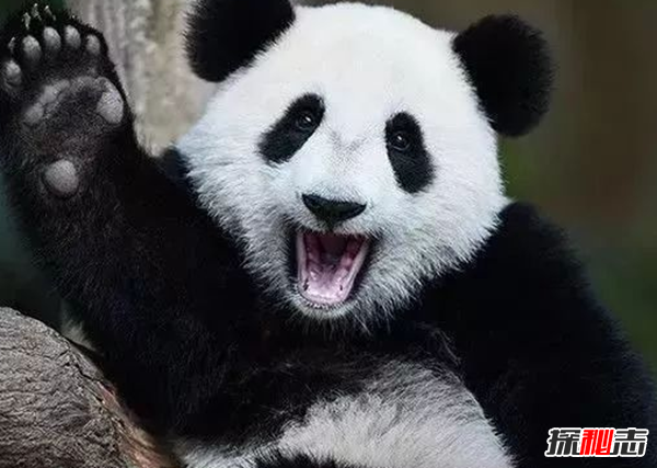 熊猫有趣的地方在哪里?一天大便40次,2/3时间进食