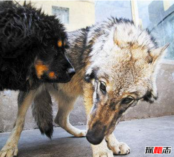 藏獒和狼谁厉害,传说一獒能战五狼(真假揭秘)