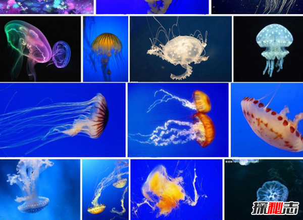 被认为最致命的水母:人体器官全部衰竭(两分钟内)