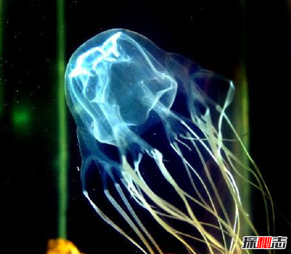 被认为最致命的水母:可致人体器官全部衰竭(两分钟内)