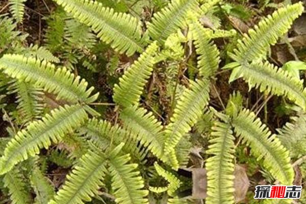 植物羊