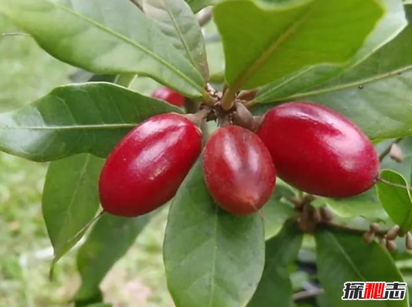 不常见的水果有哪些?10种不常见的奇葩水果(带图)