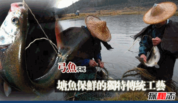 福建弓鱼不死之谜,活鱼离水还能保鲜存活(可达二三十小时)
