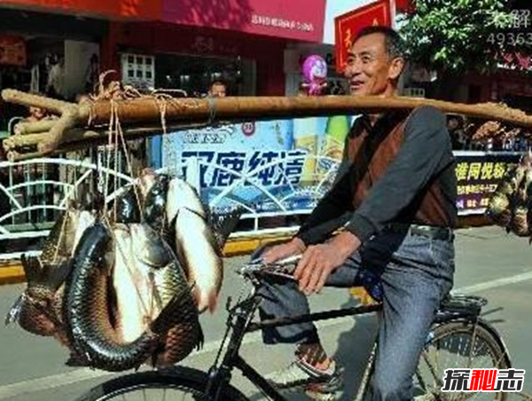 福建弓鱼不死之谜,活鱼离水还能保鲜存活(可达二三十小时)