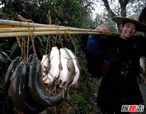福建弓鱼不死之谜,活鱼离水还能保鲜存活(可达二三十小时)