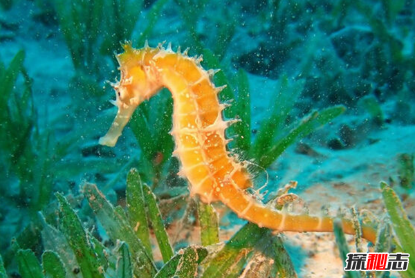 海马泡酒为什么要一对?海马的十大特点和生活习性