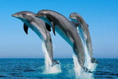 海豚的天敌是什么?巨型海洋霸主(智商相当于人