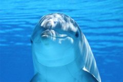 海豚为什么会救人?除了智商高还有这些原因(泅出