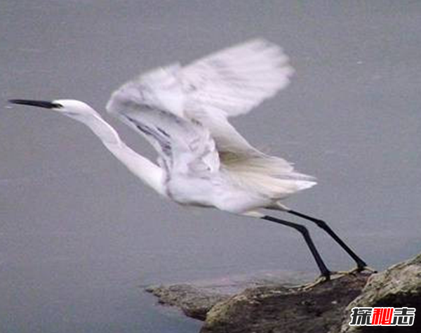 鸿鹄是什么鸟?北大校长致辞念错鸿鹄引发热议