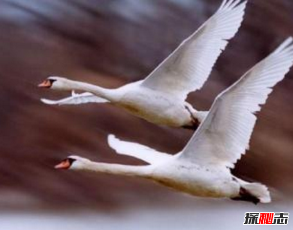 鸿鹄是什么鸟?北大校长致辞念错鸿鹄引发热议