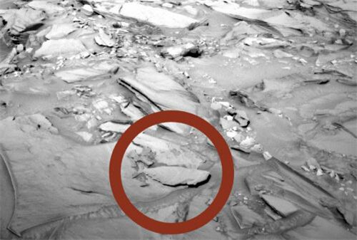 火星上再次被拍到鱼化石 难道火星上真的有生物吗