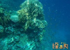 世界最大的海是什么海,珊瑚海总面积497万平方公里/水均深2400米_小狼观天下