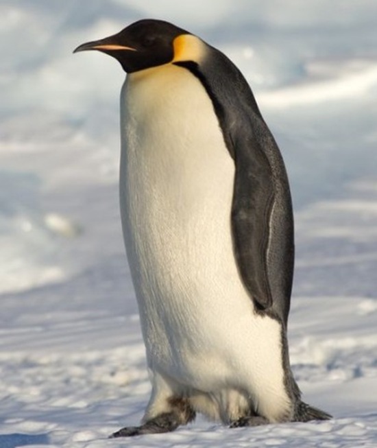 南极皇企鹅