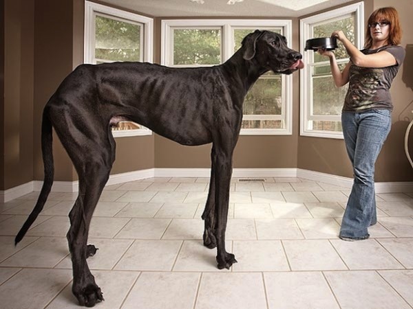 目前世界上最高的狗—大丹犬Zeus