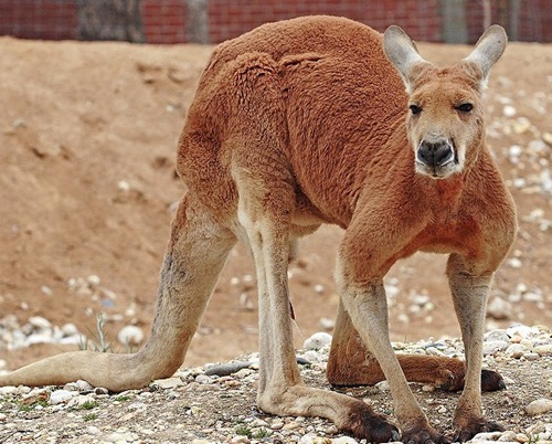 红大袋鼠(Macropus rufus