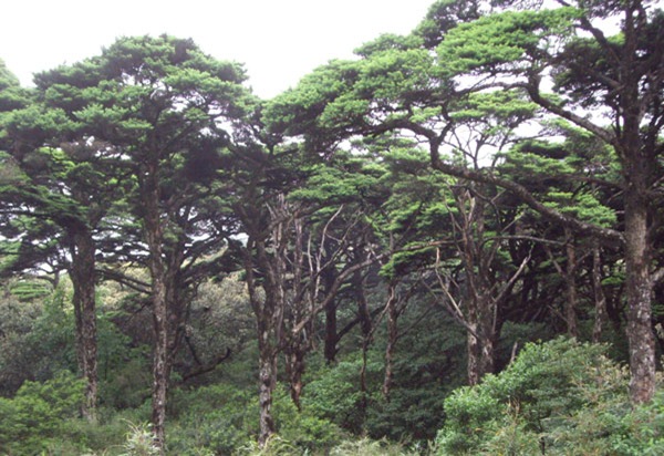 银杉树-最珍稀的植物