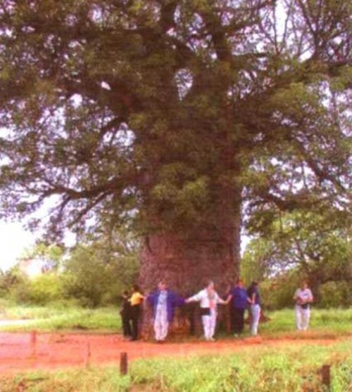 世界最粗的树-波巴布树