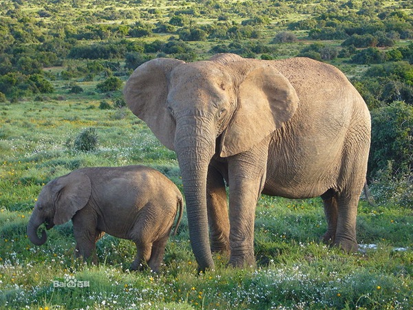 现存最大的陆上动物是雄性的非洲象