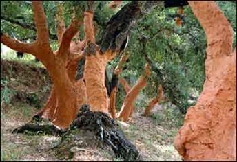 栓皮栎-最不怕剥皮的树