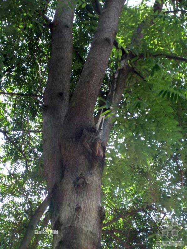 铁刀木-世界最硬的树