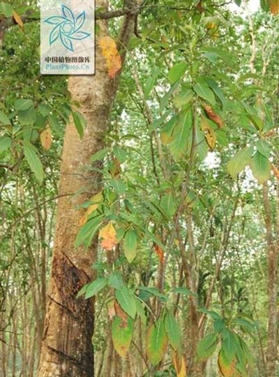 金鸡纳树-治疗疟疾最有效的树