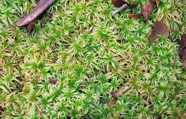 泥炭藓-吸水能力最强的植物