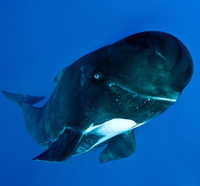 巨头鲸-大脑最重的动物