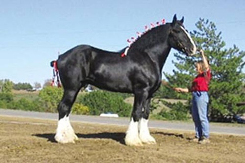最大的马和最小的马