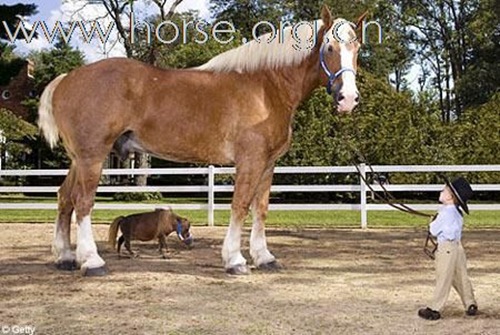 最大的马和最小的马