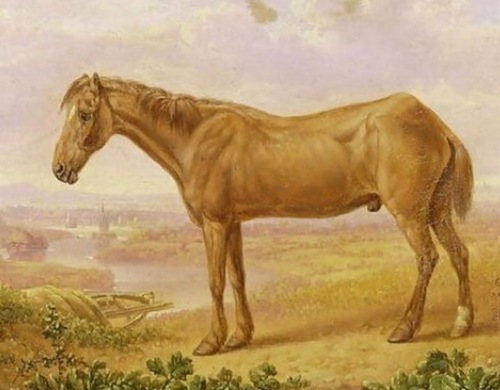 寿命最长的马