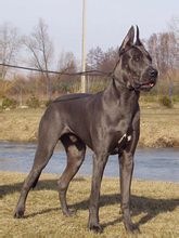 大丹犬（Great Dane